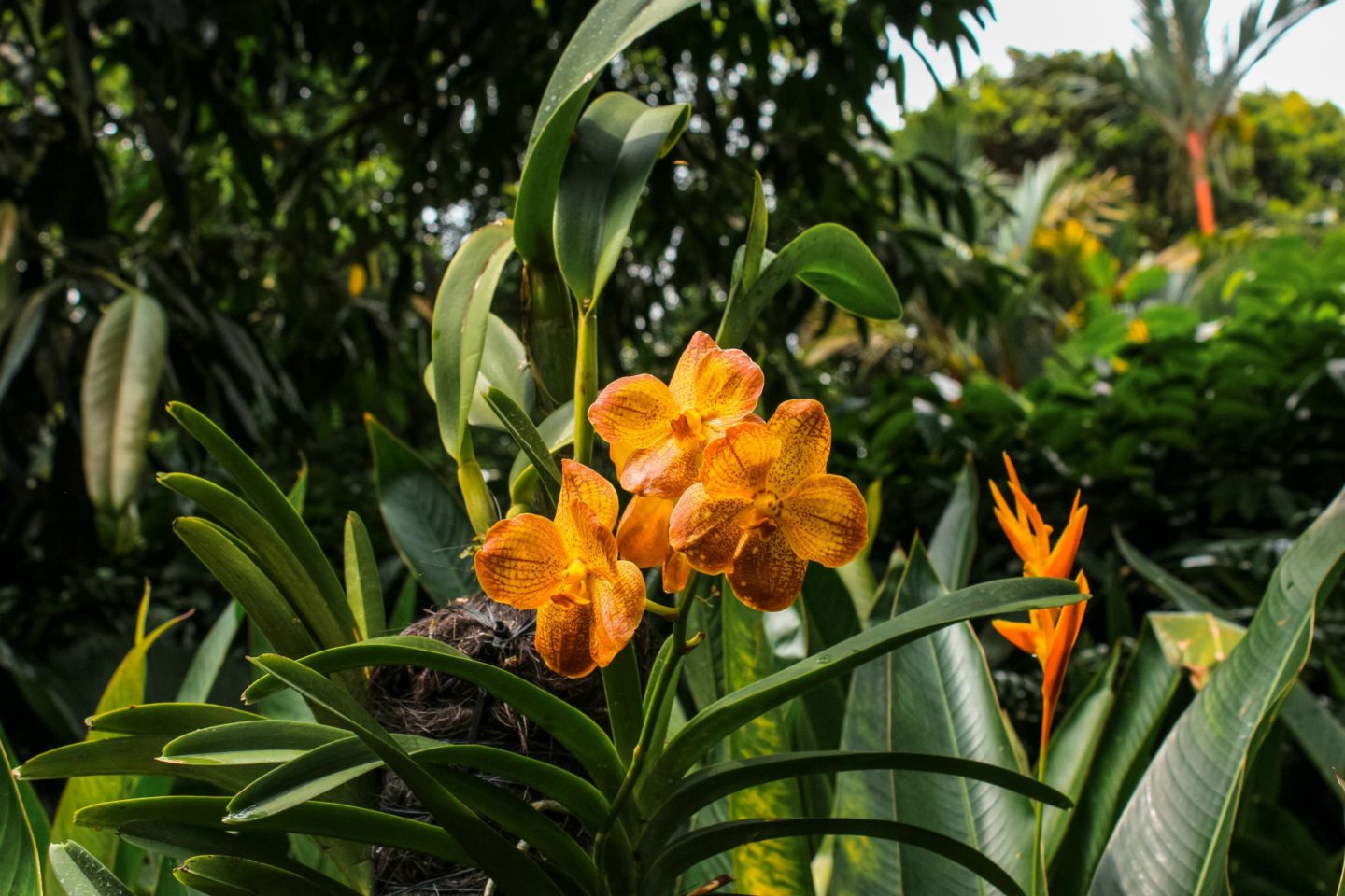 orchid garden singapore
